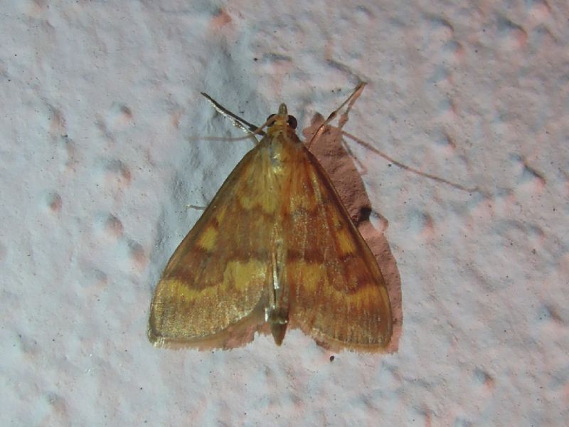 Ostrinia nubilalis?? S